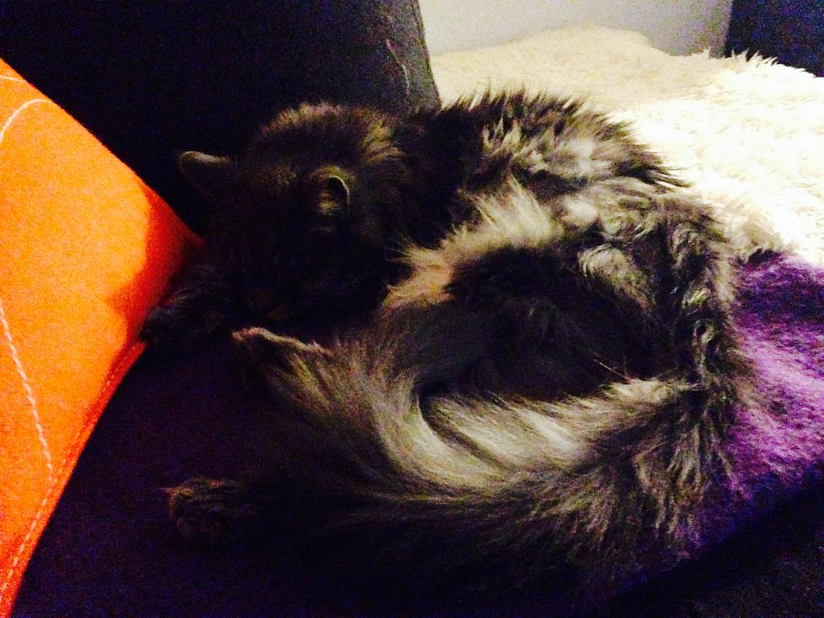 Blanding af racer Theodor billede 7