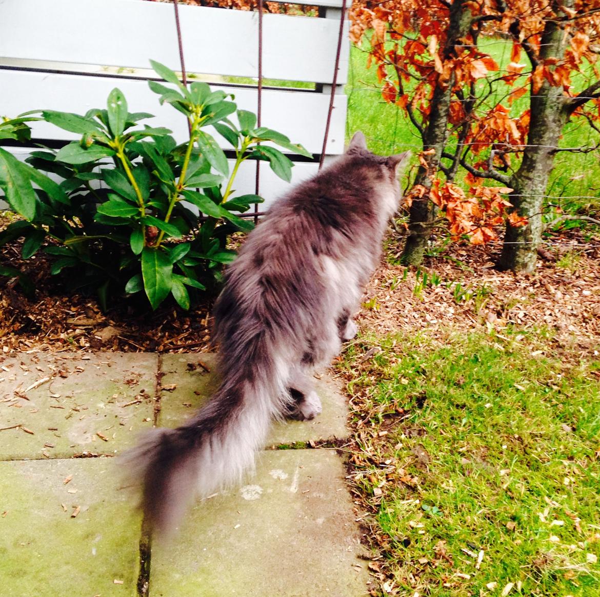 Blanding af racer Theodor billede 8