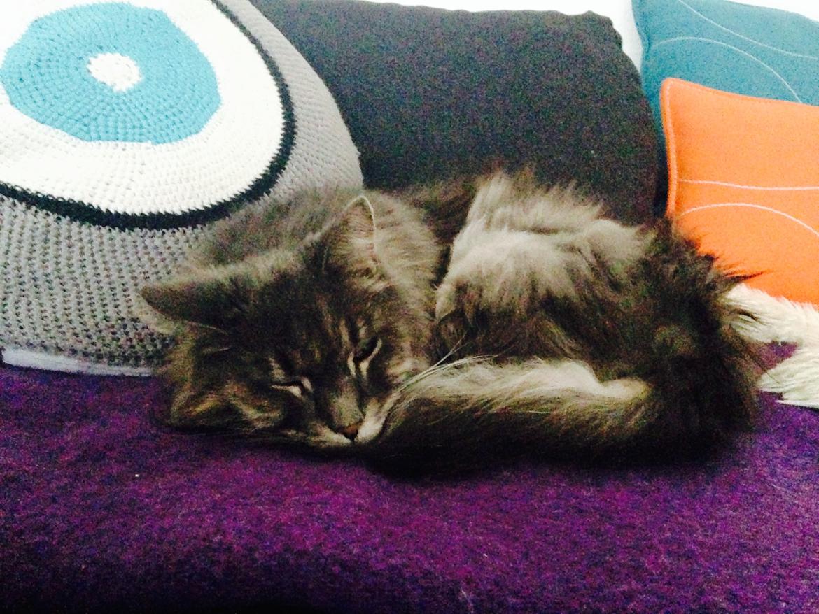 Blanding af racer Theodor billede 9