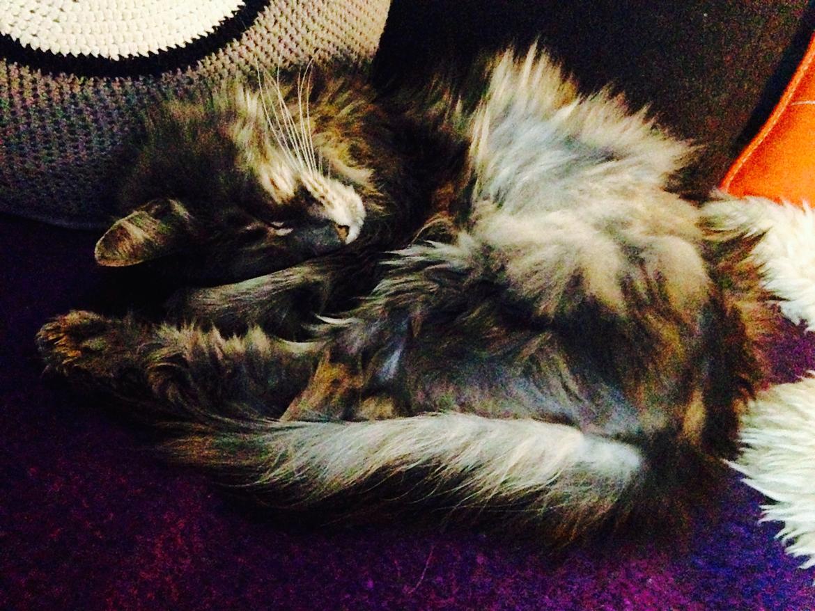 Blanding af racer Theodor billede 10