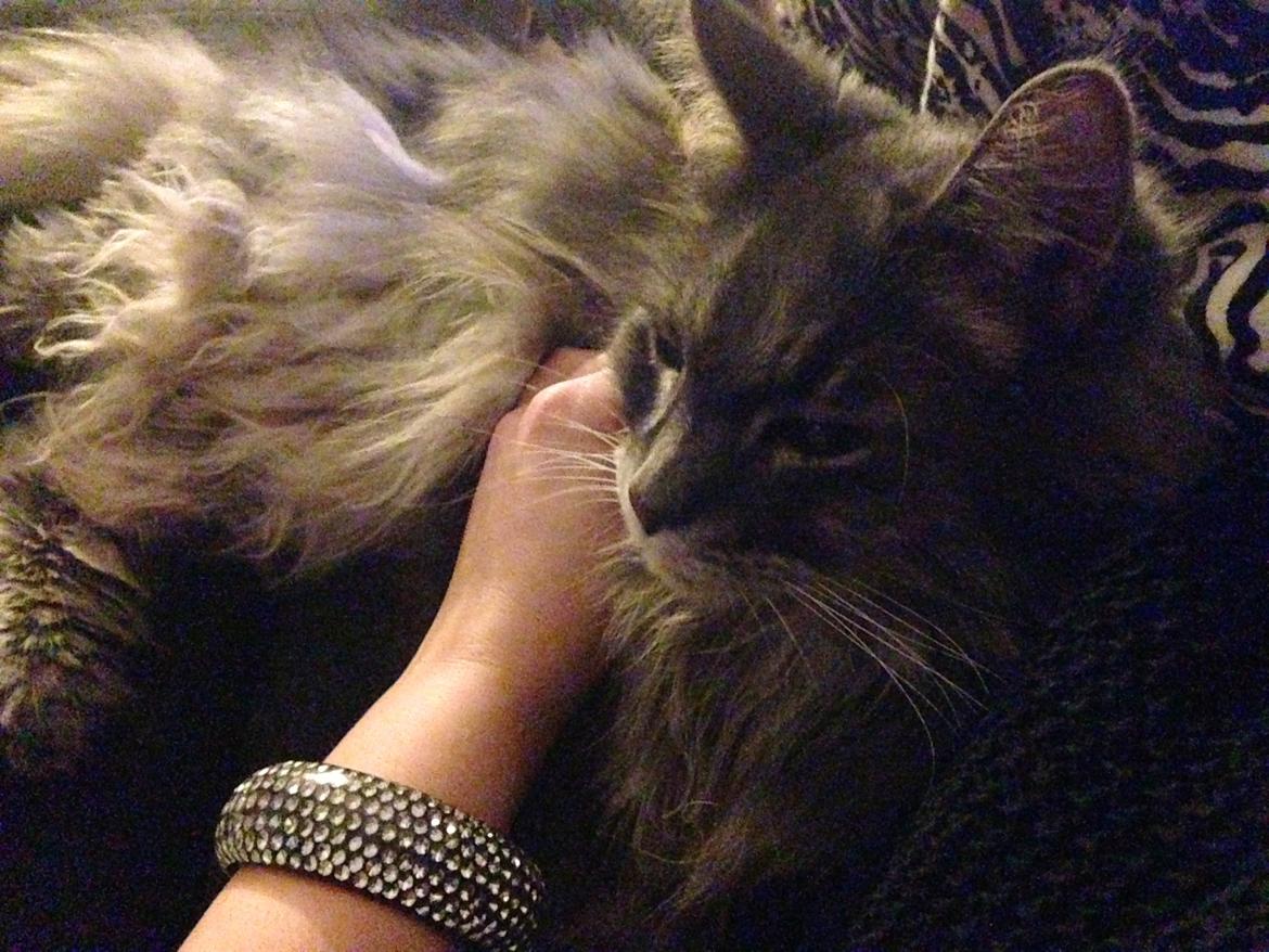 Blanding af racer Theodor billede 2