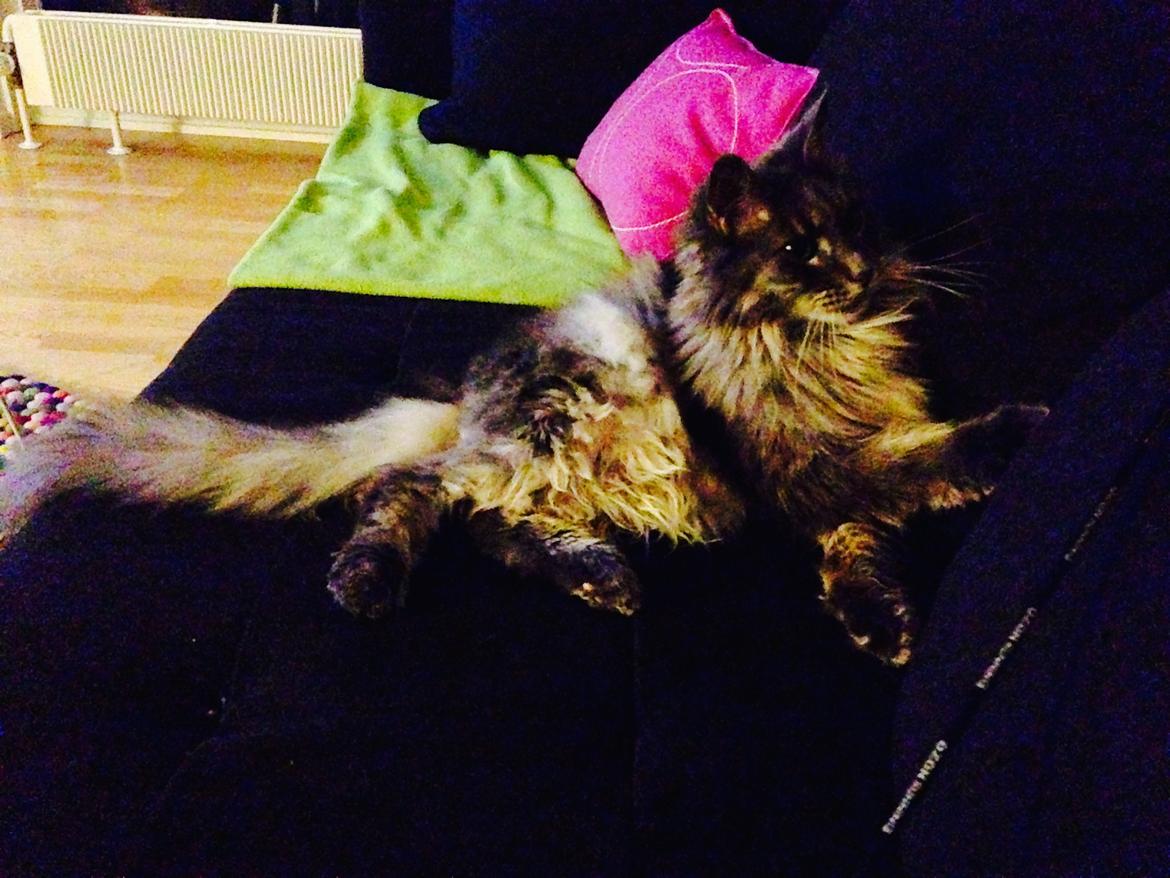 Blanding af racer Theodor billede 11