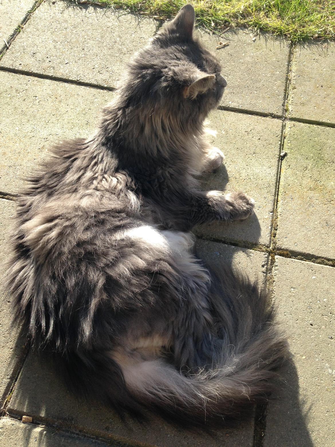 Blanding af racer Theodor billede 13