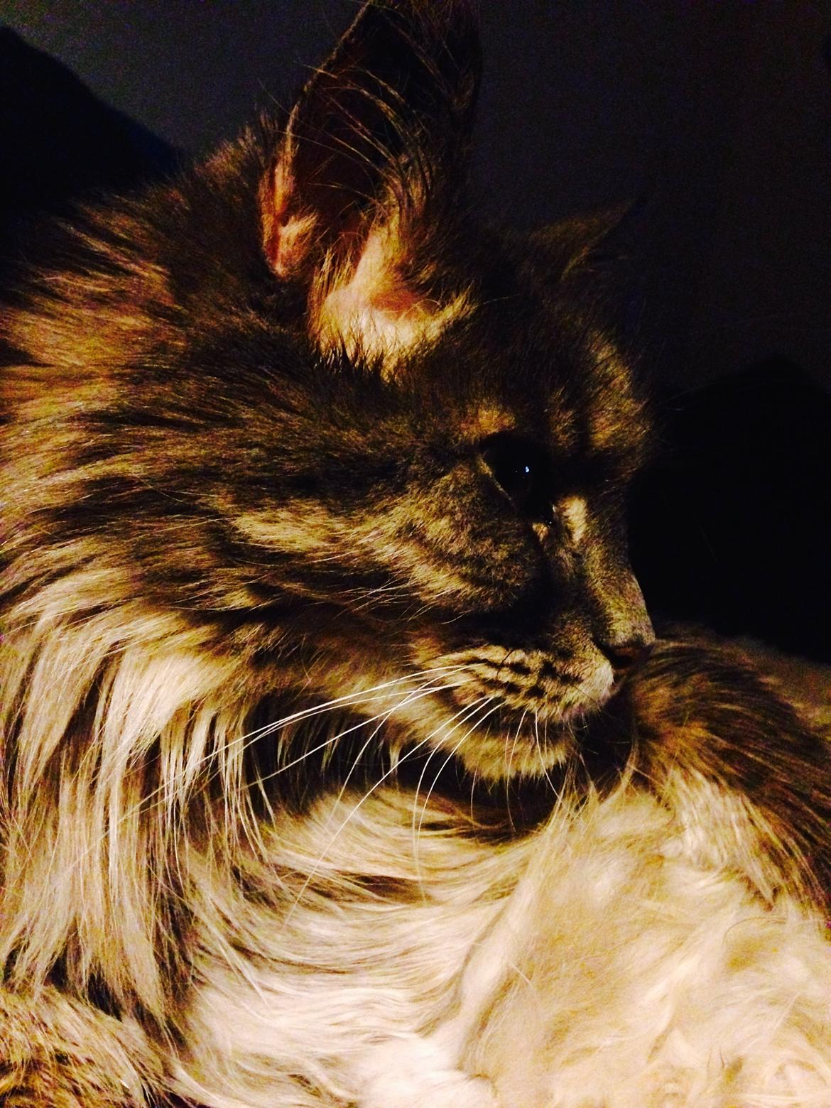 Blanding af racer Theodor billede 12