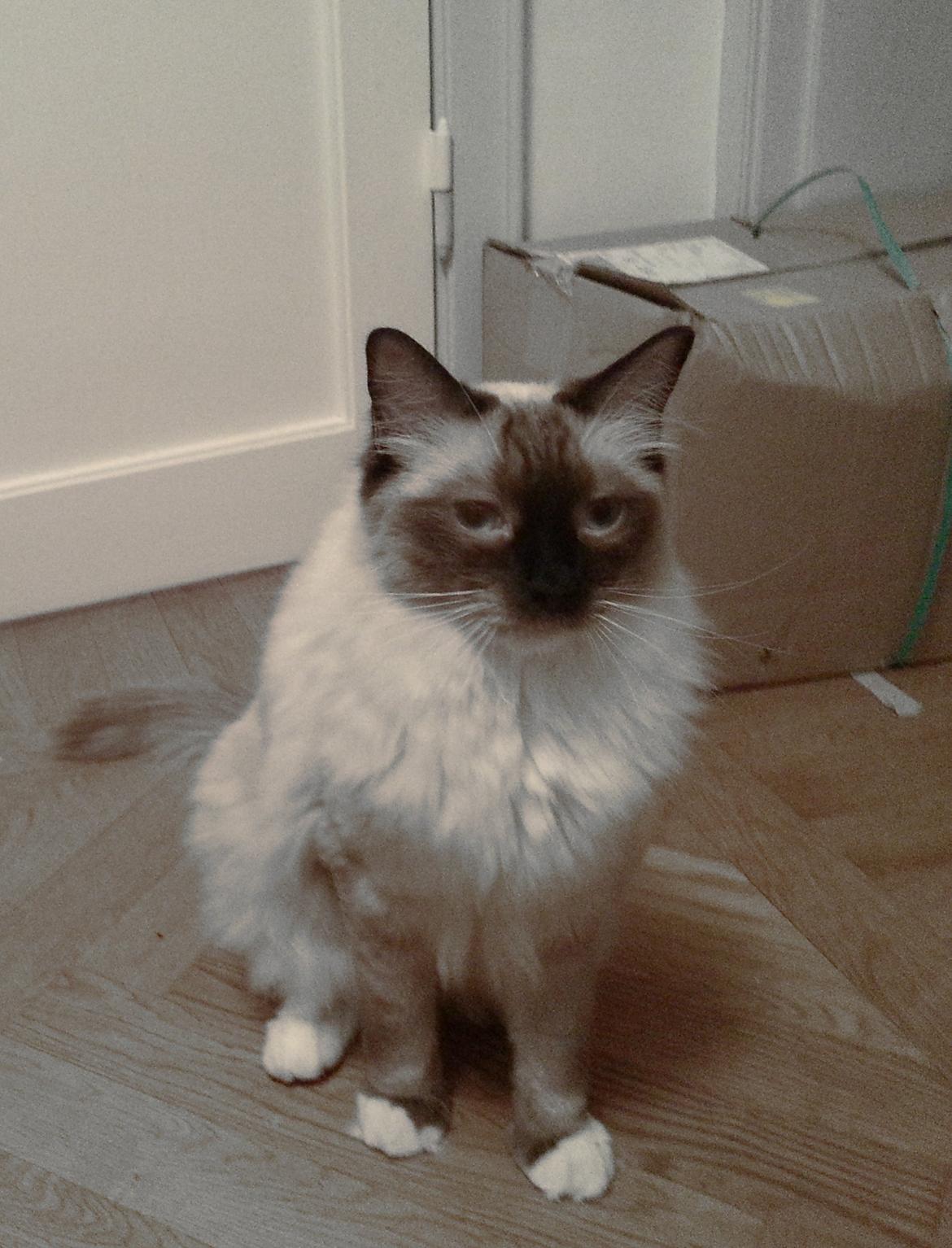 Ragdoll Mingus billede 2