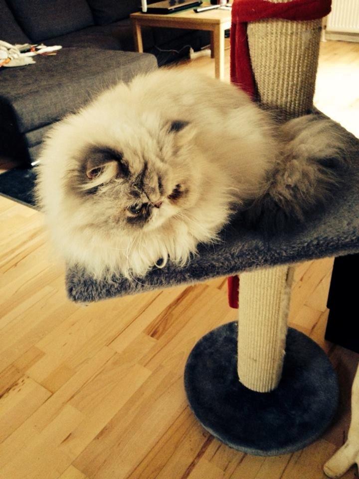 Colorpoint DK Babalou's Mille billede 1