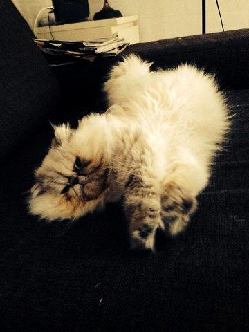 Colorpoint DK Babalou's Amalie (Malle) billede 2