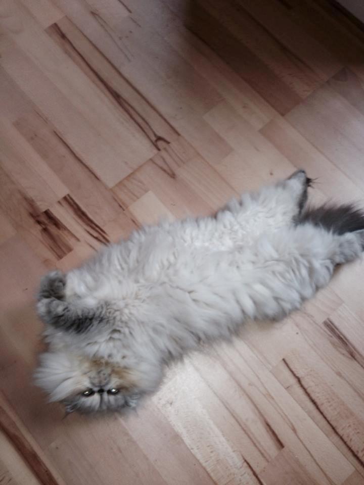 Colorpoint DK Babalou's Amalie (Malle) billede 4