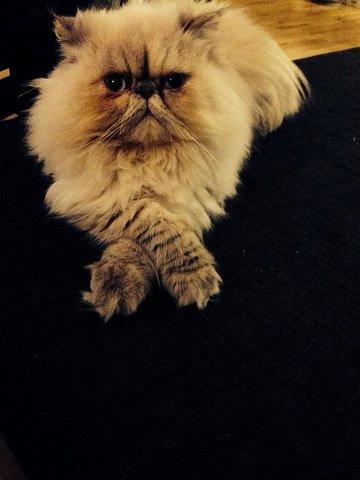 Colorpoint DK Babalou's Amalie (Malle) billede 5