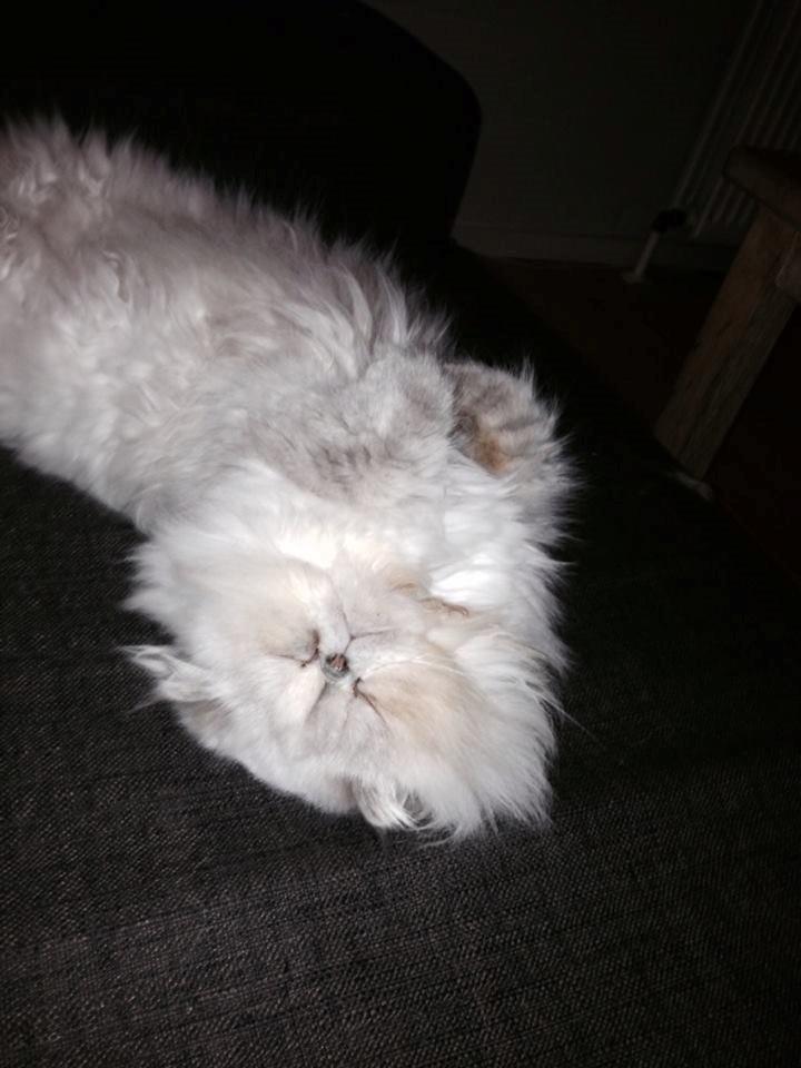 Colorpoint DK Babalou's Amalie (Malle) billede 6