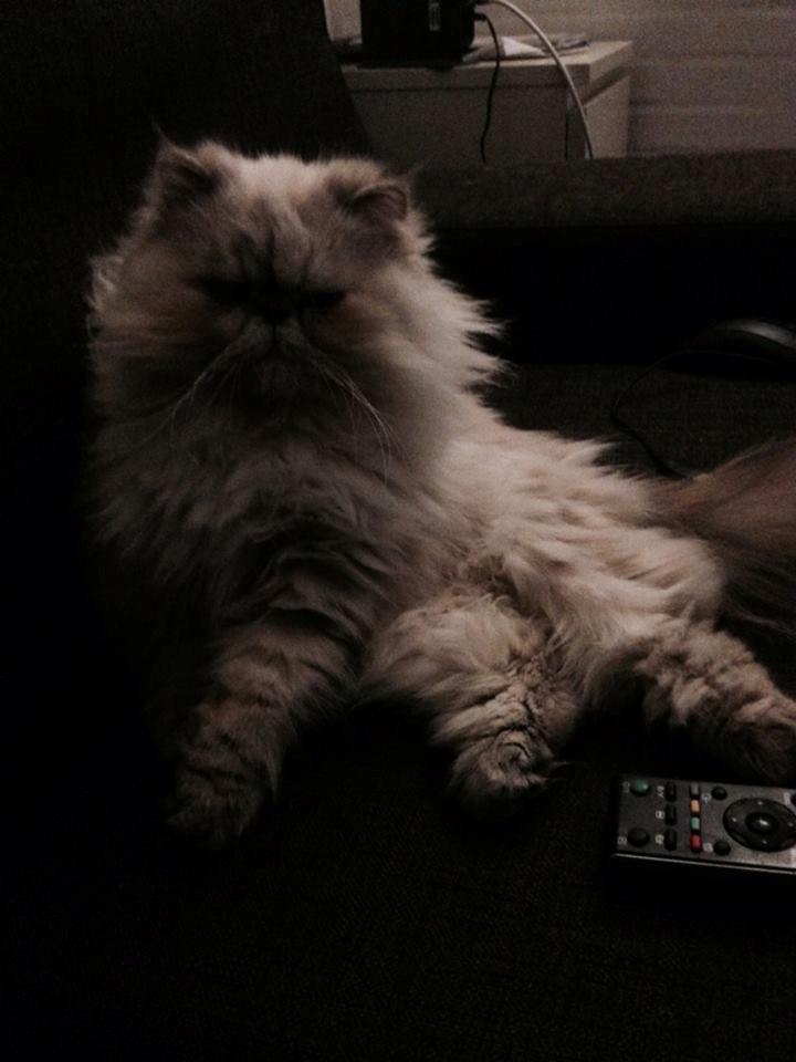 Colorpoint DK Babalou's Amalie (Malle) billede 7