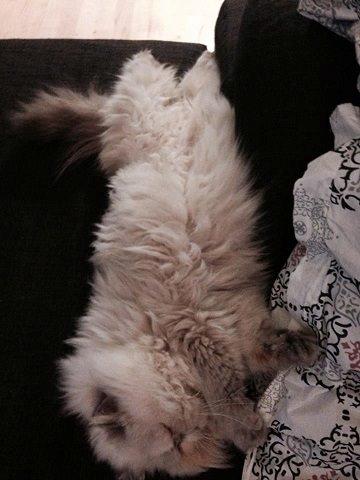 Colorpoint DK Babalou's Amalie (Malle) billede 8