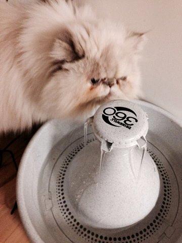 Colorpoint DK Babalou's Amalie (Malle) billede 9