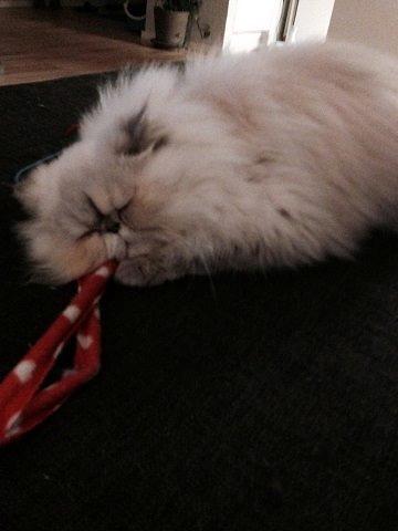 Colorpoint DK Babalou's Amalie (Malle) billede 10