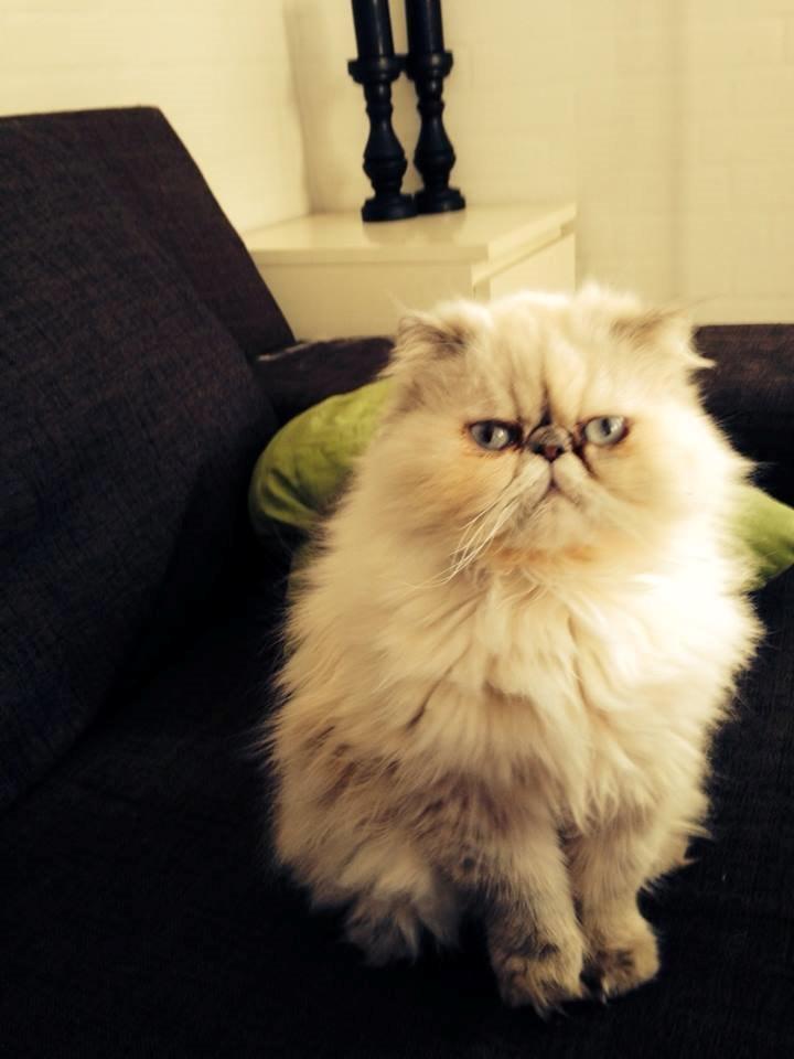 Colorpoint DK Babalou's Amalie (Malle) billede 1