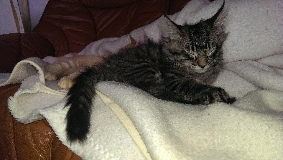 Maine Coon Bailey - Bailey den 17 februar billede 8