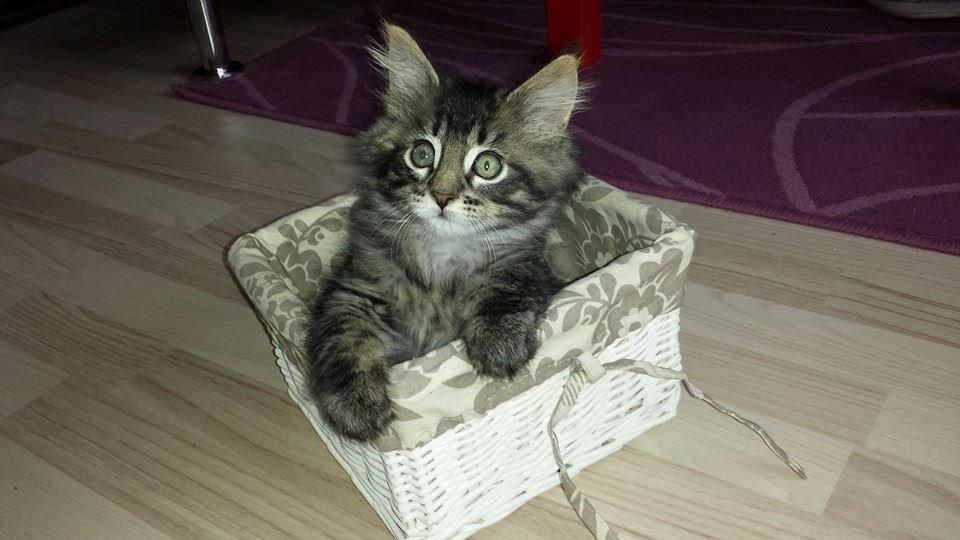 Maine Coon Bailey - Ved avler, 9 uger gammel billede 1