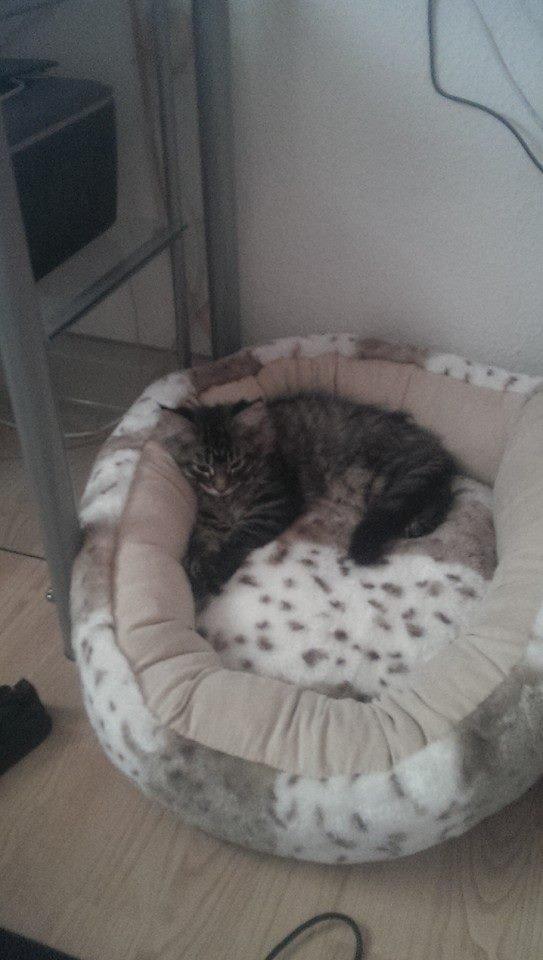 Maine Coon Bailey billede 9