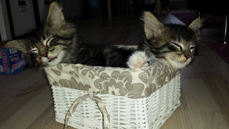 Maine Coon Bailey - Bailey til venstre og bror Bertram til højre billede 2