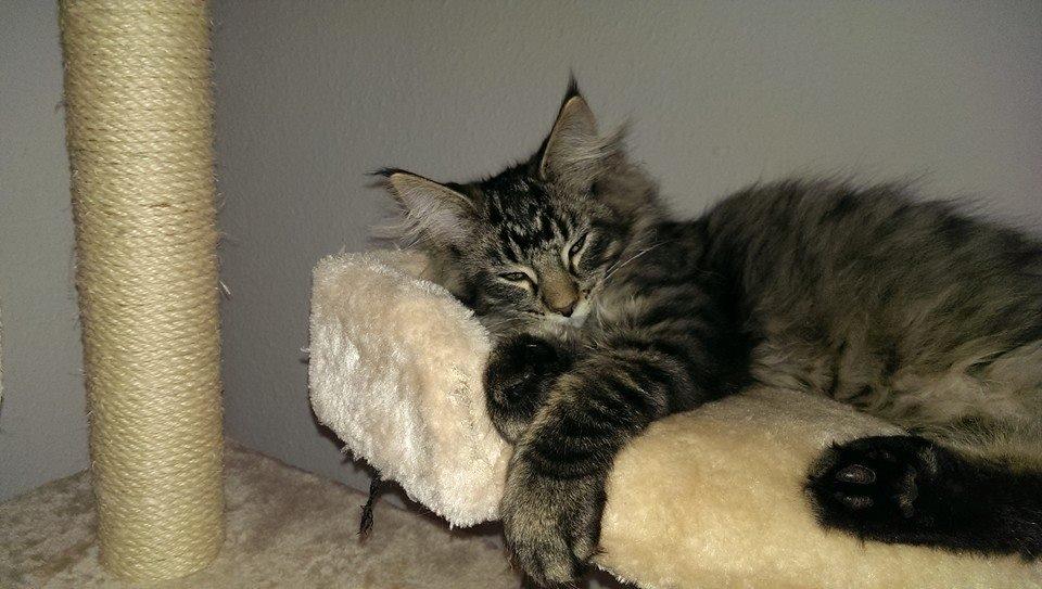 Maine Coon Bailey billede 10