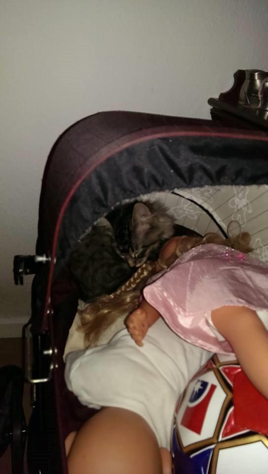 Maine Coon Bailey billede 13