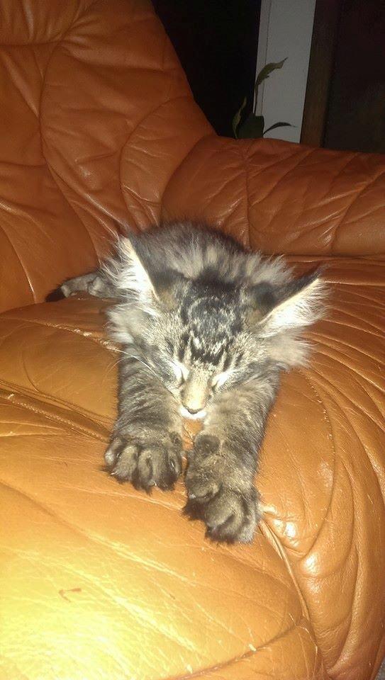 Maine Coon Bailey billede 11