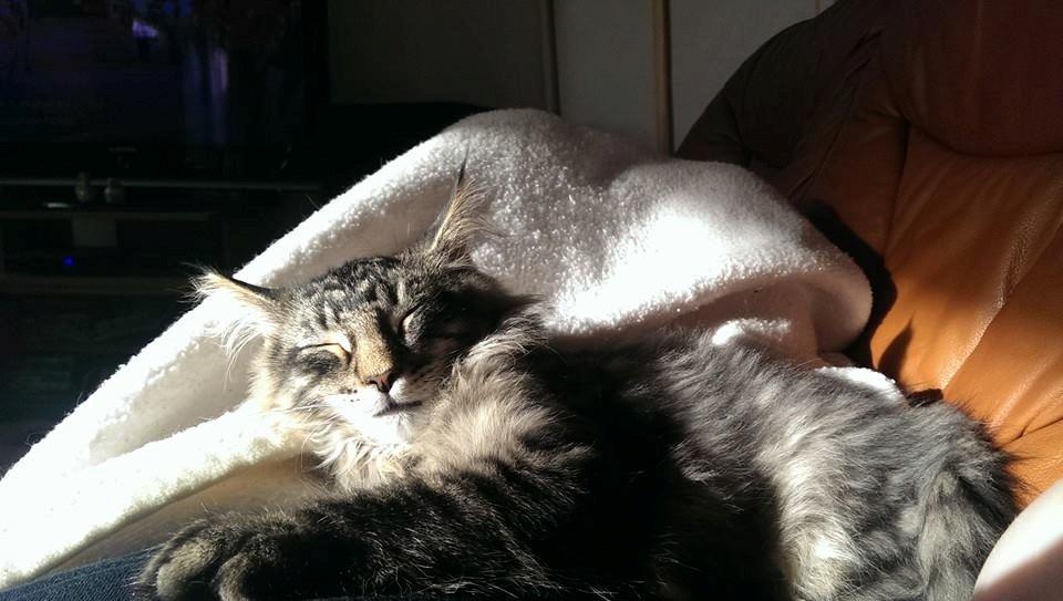Maine Coon Bailey - Putter i solen, 9 marts billede 17