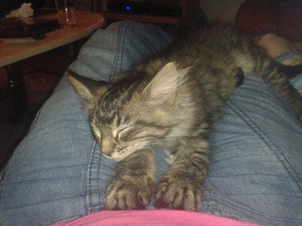 Maine Coon Bailey billede 12