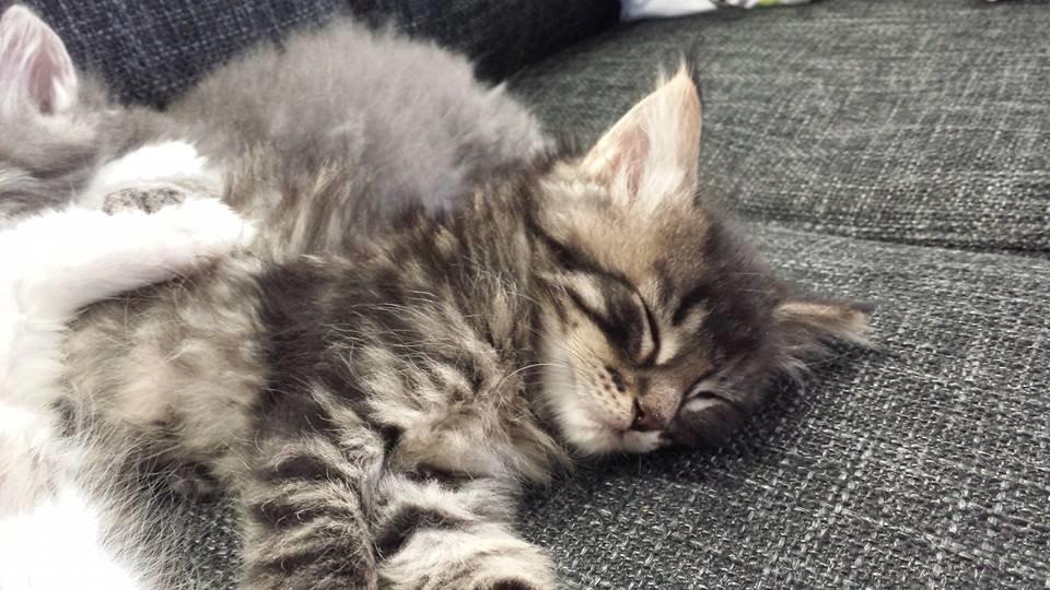 Maine Coon Bailey billede 3