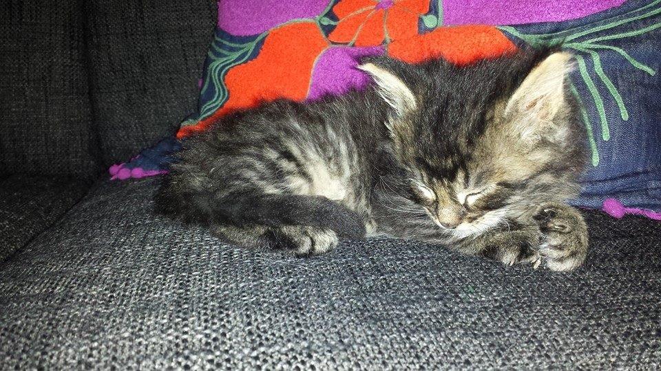 Maine Coon Bailey - Ved avler, træt lille mis har leget. ca 8 uger billede 5