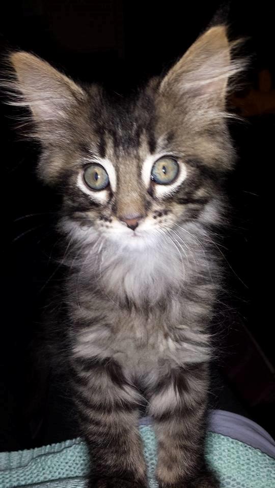 Maine Coon Bailey billede 4