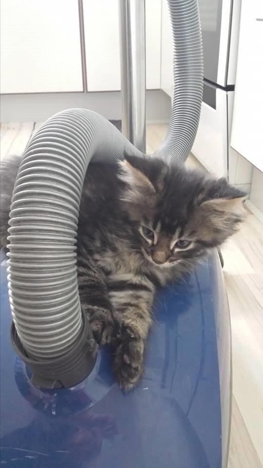 Maine Coon Bailey - Ved avler han er ikke bange for støvsugeren, heller ikke når den køre billede 6