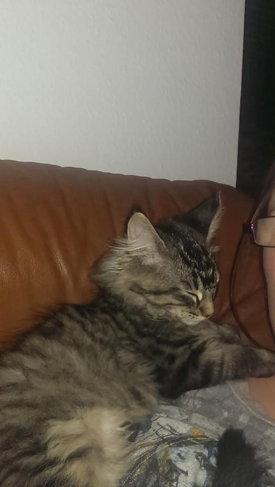 Maine Coon Bailey billede 14