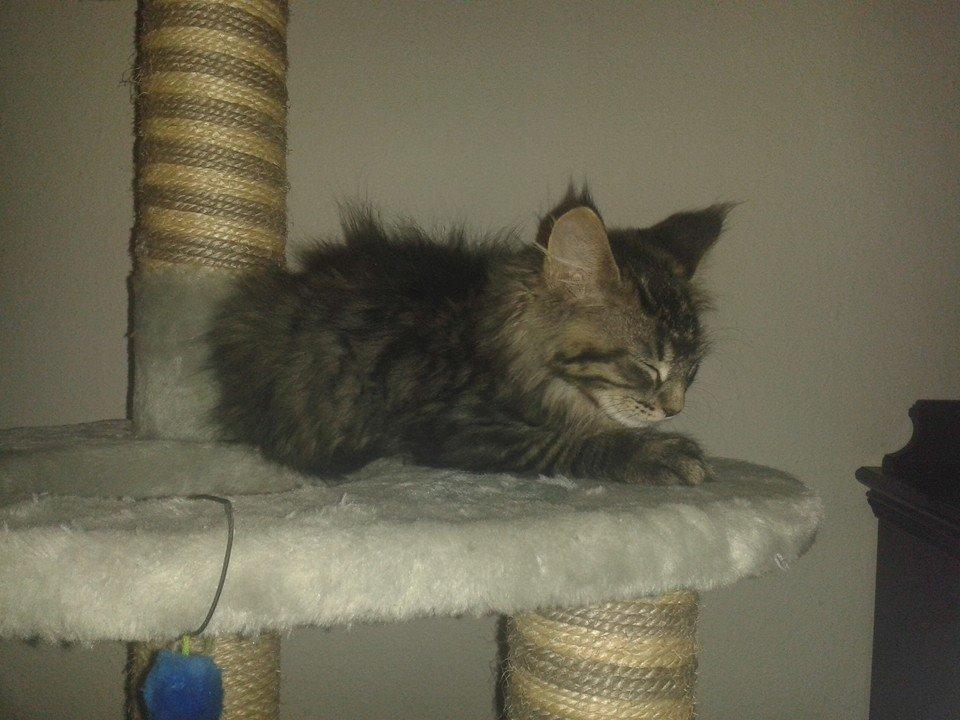 Maine Coon Bailey - Næsten lige kommet hjem til mig. billede 7