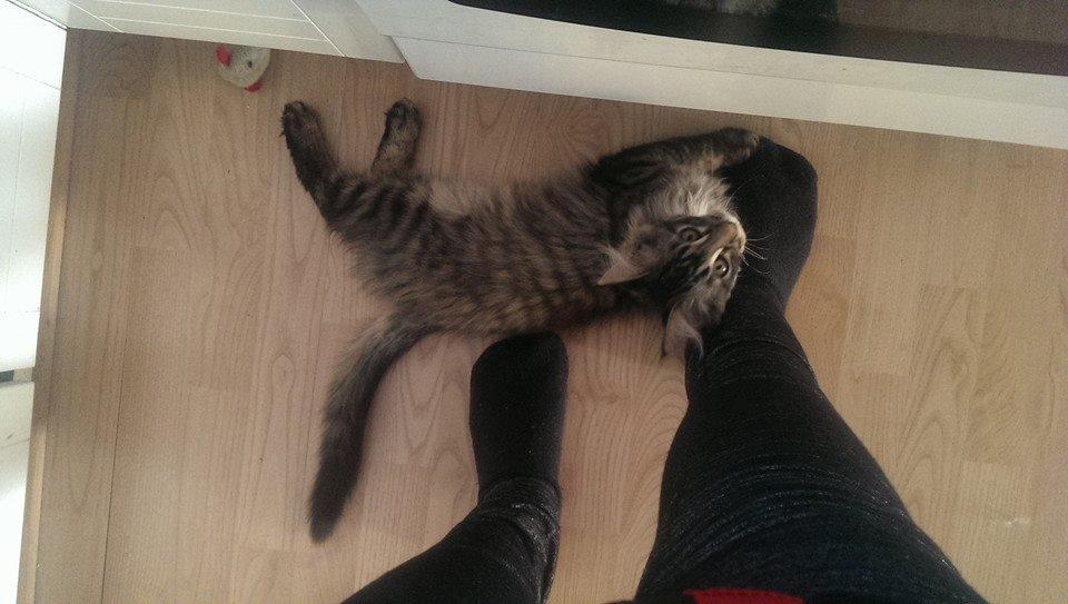 Maine Coon Bailey - Jeg ligger lige her hvis nu du taber noget. billede 18