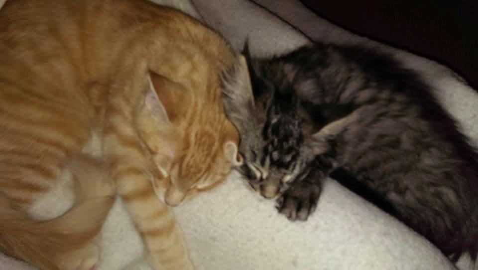 Maine Coon Bailey billede 15