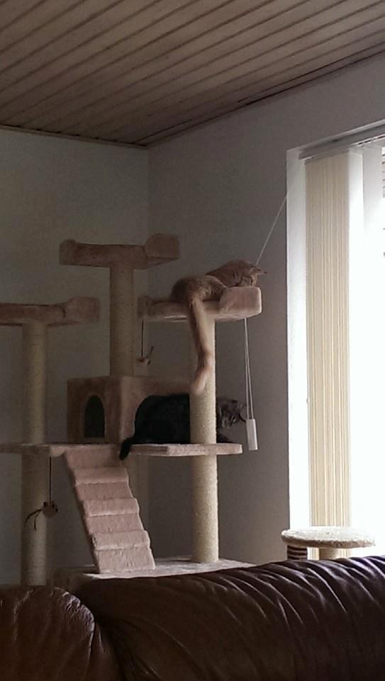 Maine Coon Bailey billede 16