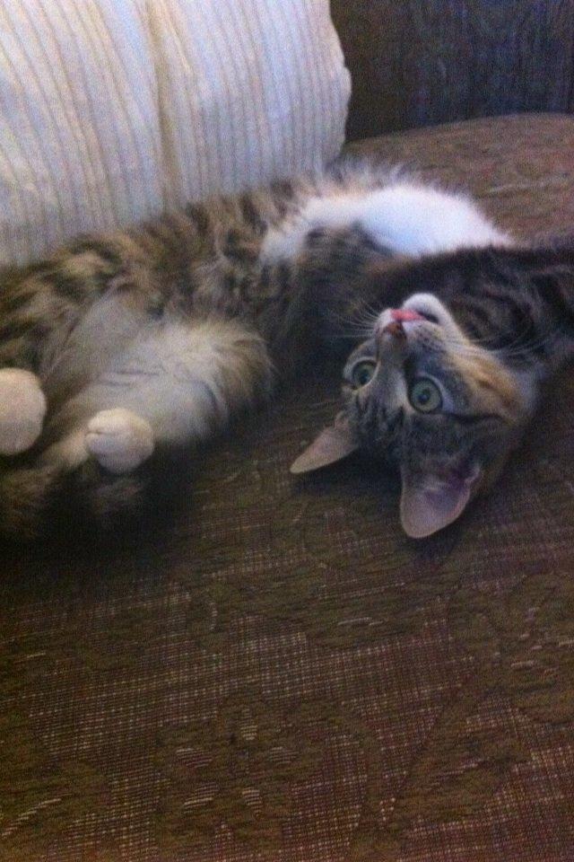 Huskat Mille billede 2