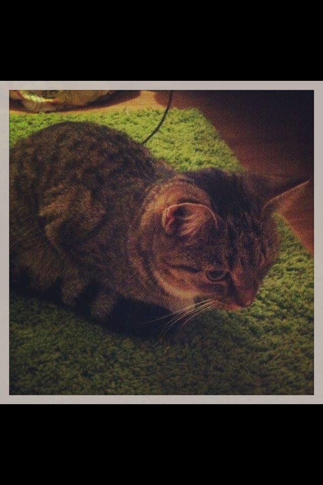 Huskat Mille billede 3