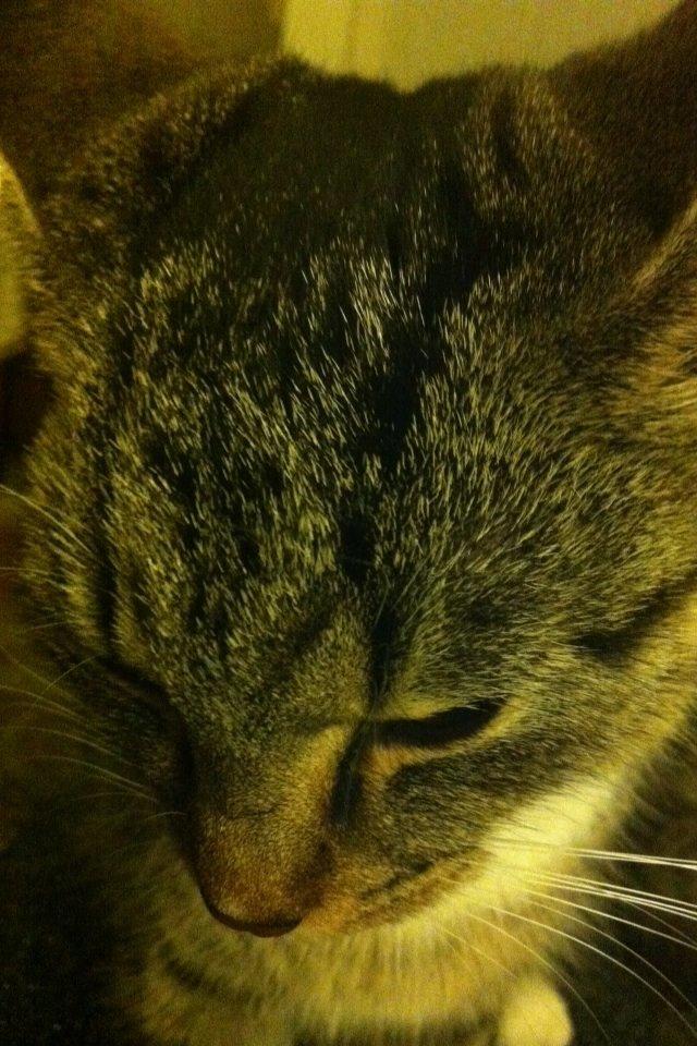 Huskat Mille billede 4