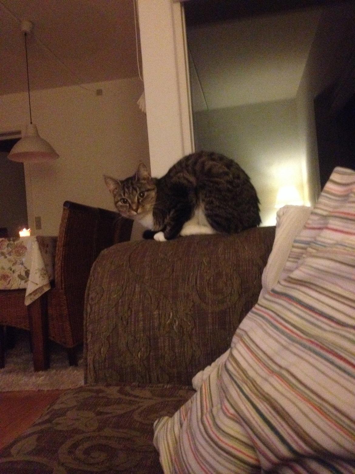 Huskat Mille billede 5