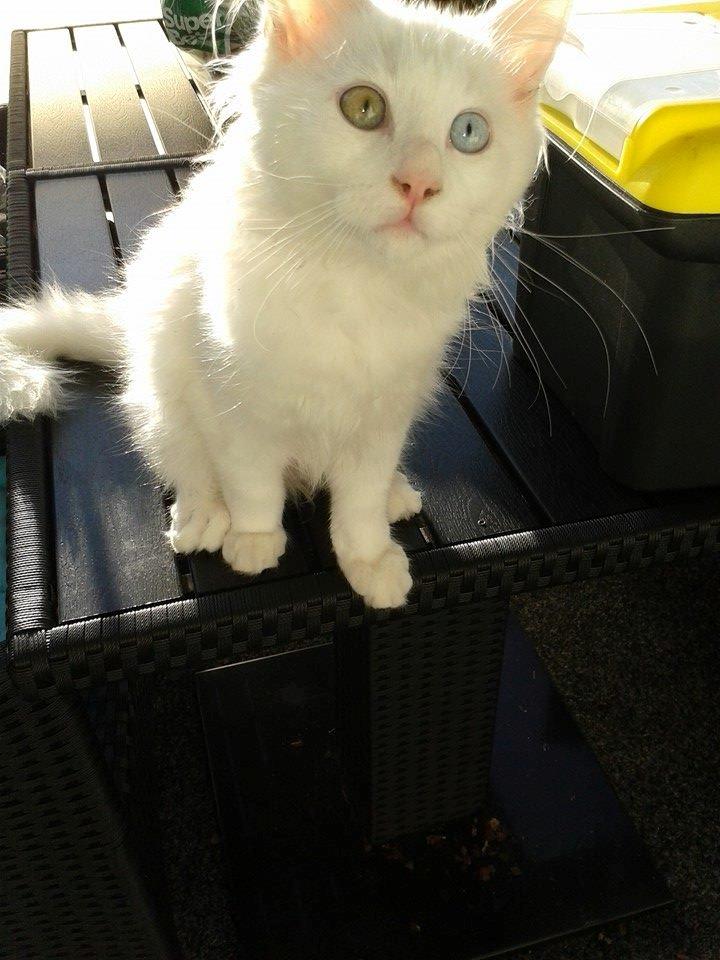 Maine Coon Galadriel billede 4