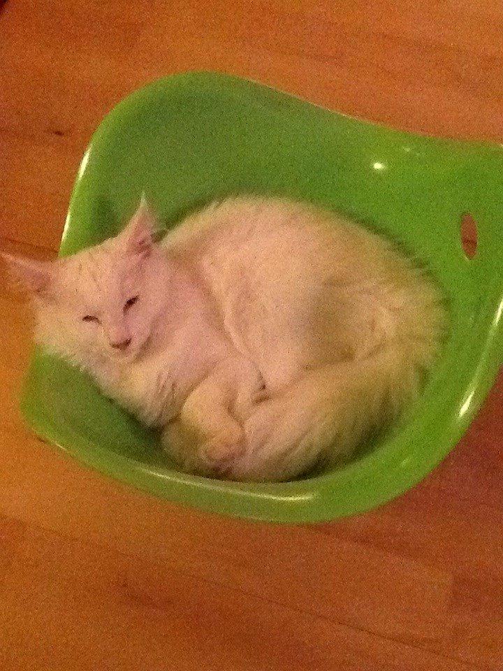 Maine Coon Galadriel billede 23