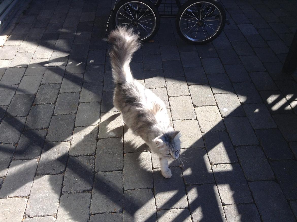 Blanding af racer Adelle billede 27