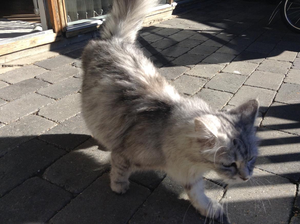 Blanding af racer Adelle billede 28