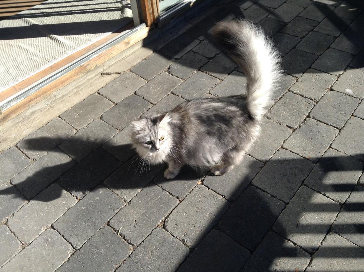 Blanding af racer Adelle billede 29