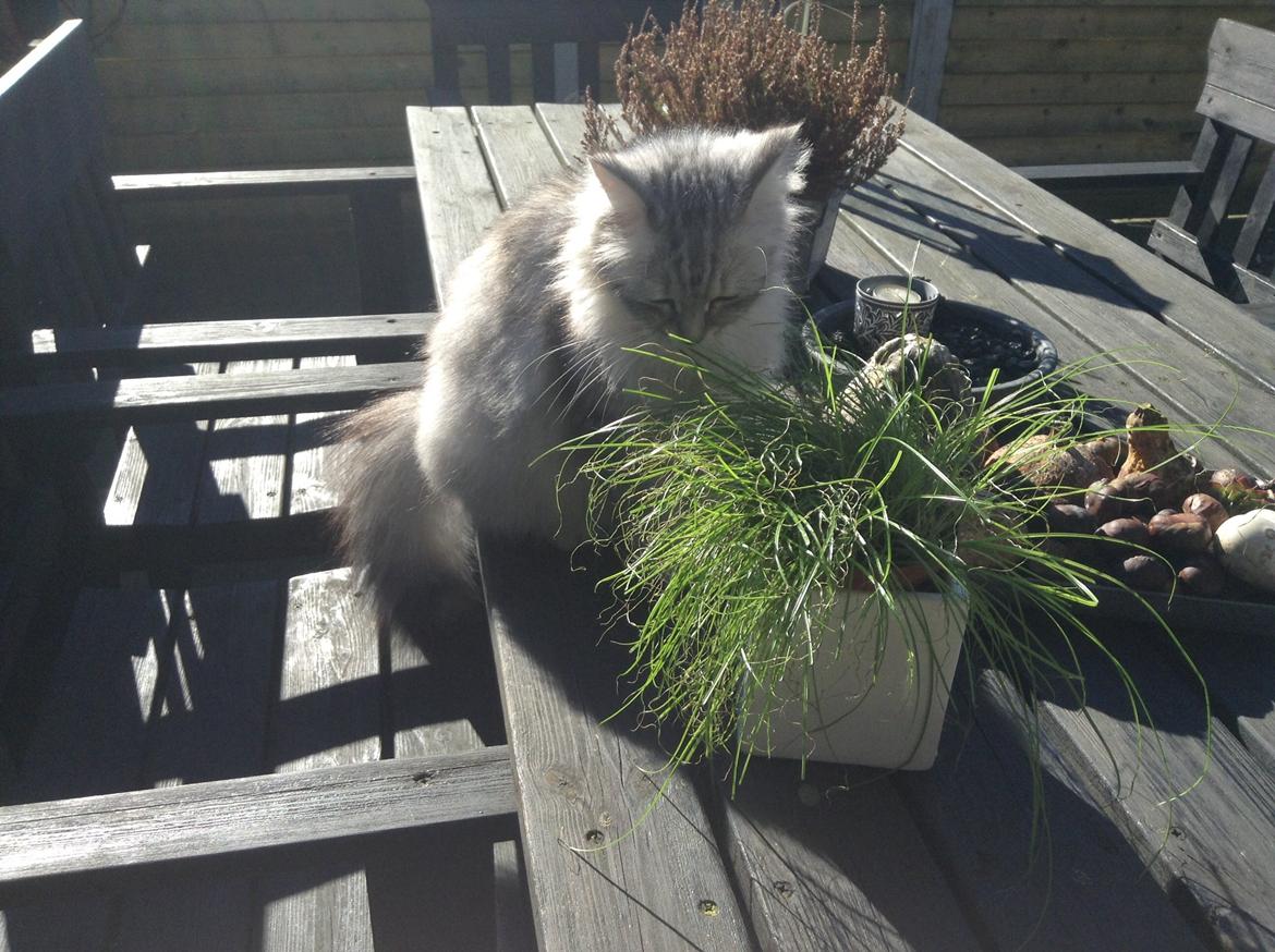 Blanding af racer Adelle billede 30