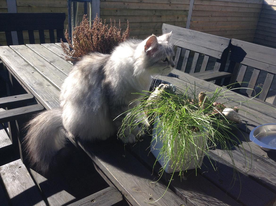 Blanding af racer Adelle billede 31