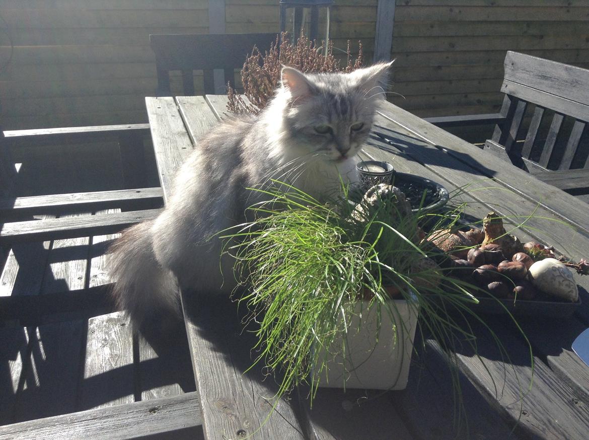 Blanding af racer Adelle billede 32