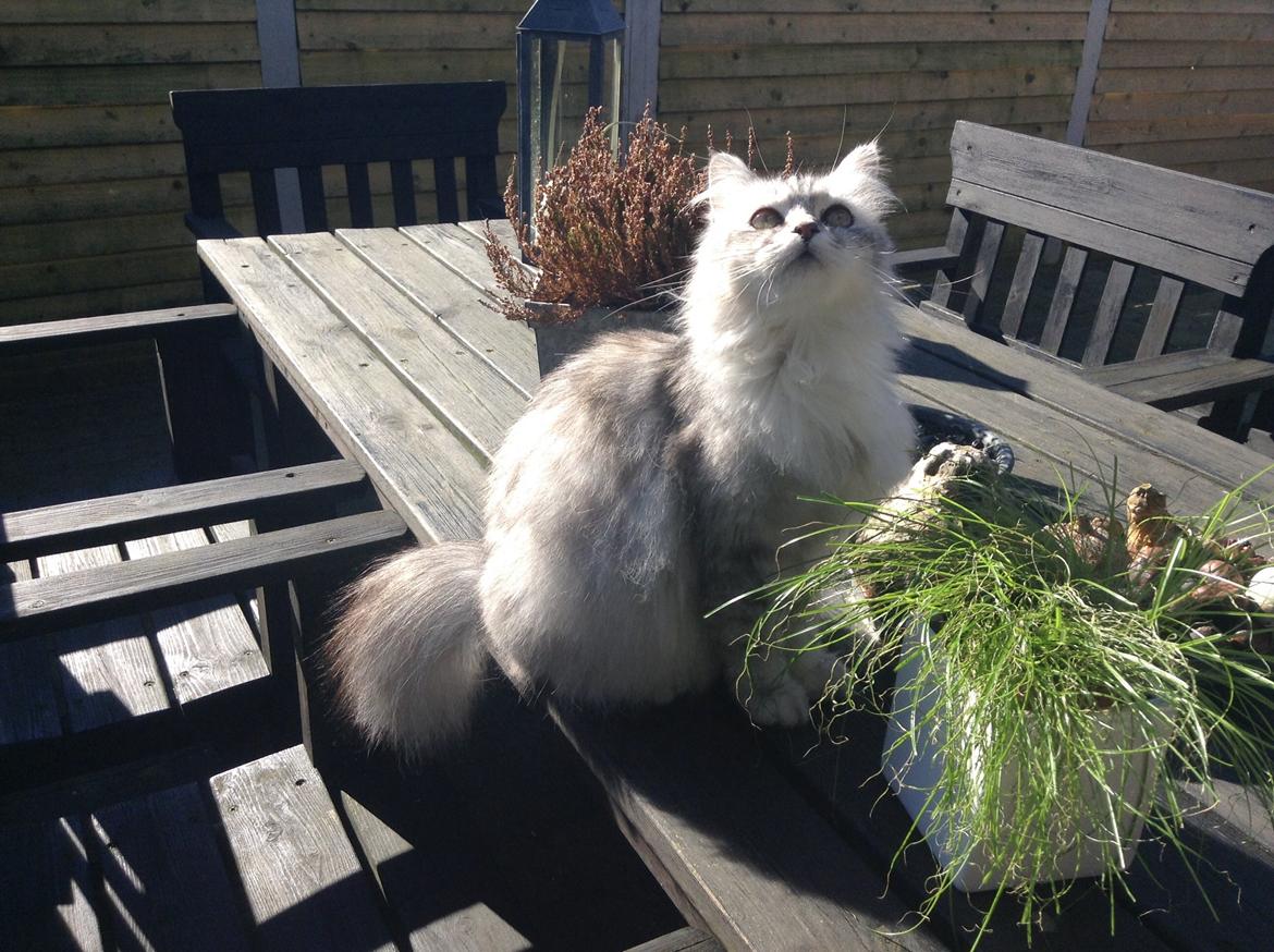 Blanding af racer Adelle billede 33